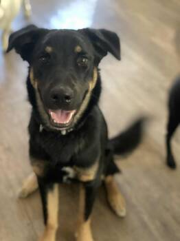 Rescue German Shepherd Dog Dogs for Adoption in Tucson, Arizona - Chet | PetCurious