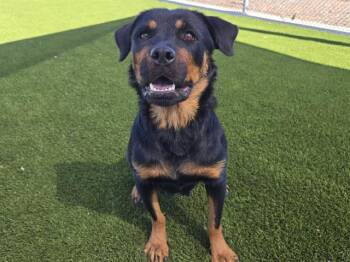 LILY-MAY DUNLAP -  Rottweiler Dog for Adoption in Auburn, California - LILY-MAY DUNLAP | PetCurious
