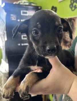 Rescue Coonhound Dogs for Adoption in Cleveland, Tennessee - Wrangler | PetCurious