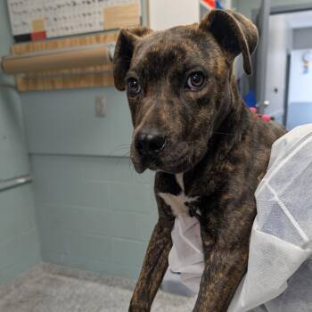 American Staffordshire Terrier and Mixed Breed Dogs Available for Adoption in Greenville, South Carolina - Amerie | PetCurious