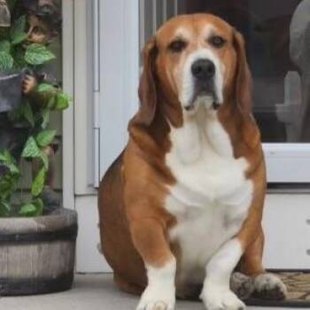 Thor -  Basset Hound and American Bulldog Dog for Adoption in Richboro, Pennsylvania - Thor | PetCurious