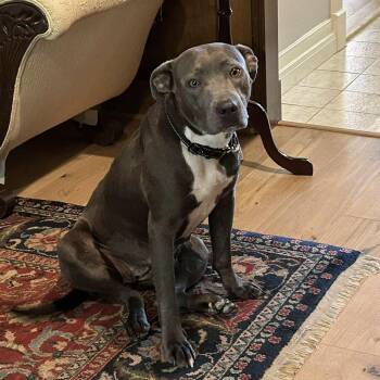 Pit Bull Terrier and Mixed Breed Dogs Available for Adoption - Cami  | PetCurious