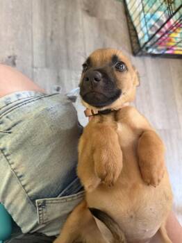 Koda - light pink -  American Bulldog Dog for Adoption in Lakeland, Florida - Koda - Light Pink | PetCurious