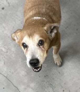 Helo -  Mixed Breed Dog for Adoption in Elyria, Ohio - Helo | PetCurious