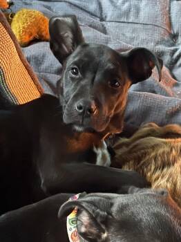 Labrador Retriever and Terrier Dogs Available for Adoption - LEXI | PetCurious