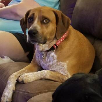 Asia -  Hound Dog for Adoption in Waynesville, North Carolina - Asia | PetCurious