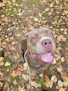 Rigley -  Mastiff and Cane Corso Dog for Adoption in Maple Ridge, British Columbia - Rigley | PetCurious