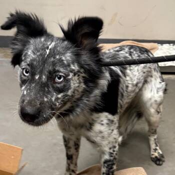 Australian Cattle Dog Blue Heeler Dogs Available for Adoption - Marana | PetCurious