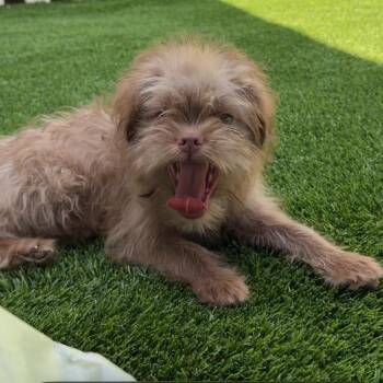 Terrier Dogs Available for Adoption - Mike A2258012 | PetCurious