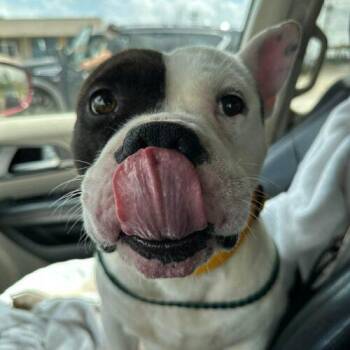 American Bulldog and Mixed Breed Dogs Available for Adoption in Edmond, Oklahoma - Wilbur | PetCurious