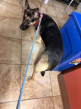 Tennessee -  Mixed Breed Dog for Adoption in Cincinnati, Ohio - Tennessee | PetCurious