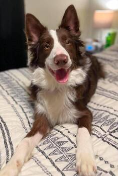 Eddy -  Border Collie Dog for Adoption in Berwick, Pennsylvania - Eddy | PetCurious