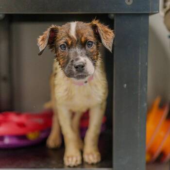 Cattle Dog Dogs Available for Adoption - Beyonce Knowles | PetCurious