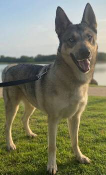 Shepherd and Husky Dogs Available for Adoption - Smokey | PetCurious