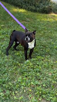 Fozzi -  Boston Terrier Dog for Adoption in Knoxville, Tennessee - Fozzi | PetCurious