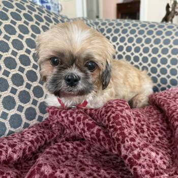 Rescue Shih Tzu Dogs for Adoption in Bradenton, Florida - Landy | PetCurious