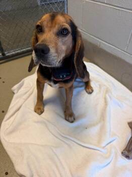 Angus -  Beagle Dog for Adoption in Williamsburg, Virginia - Angus | PetCurious