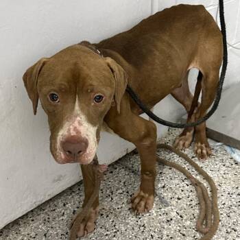 Buggy -  American Bulldog and Mixed Breed Dog for Adoption in Hattiesburg, Mississippi - Buggy | PetCurious