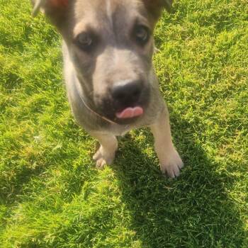 German Shepherd Dog and Boxer Dogs Available for Adoption in Phoenix, Arizona - Shaq | PetCurious