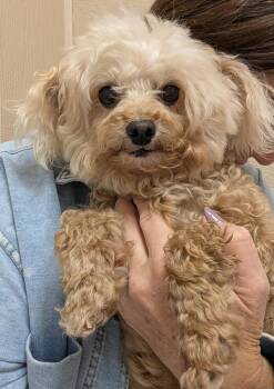 Angel and Benji -  Miniature Poodle Dog for Adoption in Hopkinton, Massachusetts - Angel And Benji | PetCurious