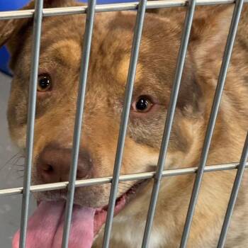 American Bulldog Dogs Available for Adoption - Joel | PetCurious