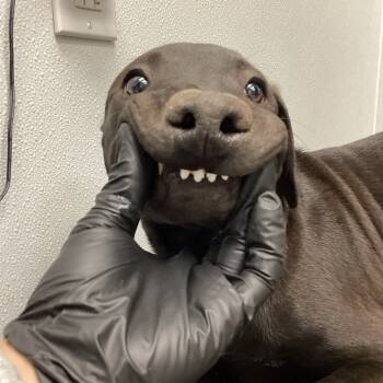 Rescue Mixed Breed Dogs for Adoption in Abilene, Texas - Lenny | PetCurious