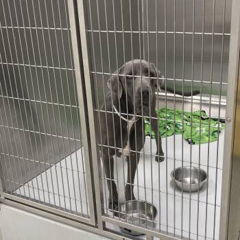 Fiona -  Great Dane Dog for Adoption in Houston, Texas - Fiona | PetCurious