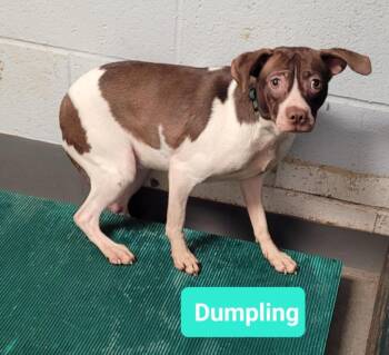 Rescue Affenpinscher and Pit Bull Terrier Dogs for Adoption in Richmond, Indiana - Dumpling | PetCurious