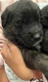 German Shepherd Dog and Australian Shepherd Dogs Available for Adoption in Riverside, California - ROLLY POLLY | PetCurious