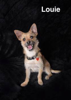 Terrier Dogs Available for Adoption in Los Angeles, California - Louie | PetCurious