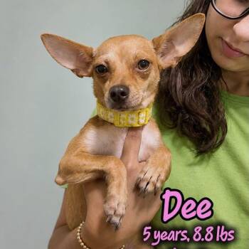 Dee -  Chihuahua and None Dog for Adoption in Tampa, Florida - Dee | PetCurious