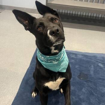 Scrambler -  Mixed Breed Dog for Adoption in Canal Winchester, Ohio - Scrambler | PetCurious