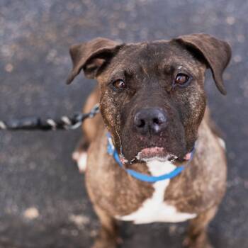 Pit Bull Terrier Dogs Available for Adoption - Iris | PetCurious