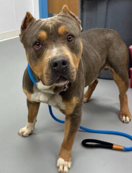 Pit Bull Terrier Dogs Available for Adoption in Hartsville, South Carolina - Tupac | PetCurious