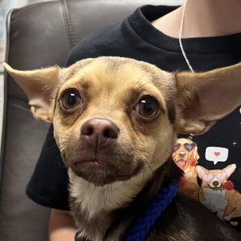 Esther -  Chihuahua Dog for Adoption in Yuma, Arizona - Esther | PetCurious