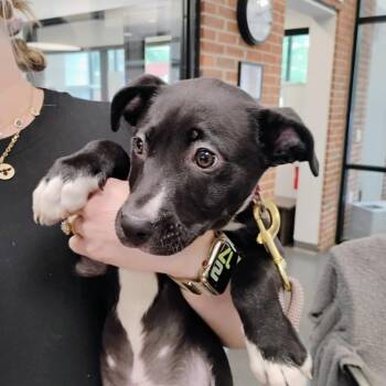 Mixed Breed Dogs Available for Adoption in Allentown, Pennsylvania - Willow | PetCurious