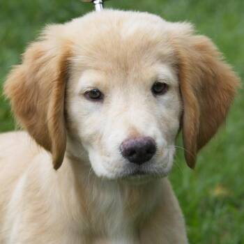 Fiona -  Golden Retriever and Mixed Breed Dog for Adoption in South Elgin, Illinois - Fiona | PetCurious