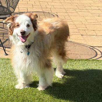 Pepper -  Australian Shepherd Dog for Adoption in Greensboro, Georgia - Pepper | PetCurious