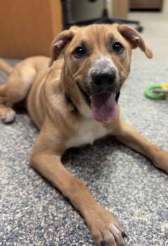 Harvey -  Mixed Breed Dog for Adoption in Bemidji, Minnesota - Harvey | PetCurious