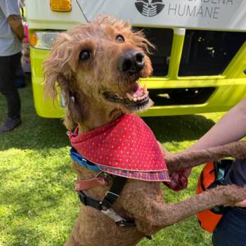 Standard Poodle Dogs Available for Adoption in Pasadena, California - Bonnie | PetCurious