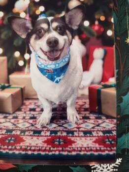 Oso -  Corgi and Chihuahua Dog for Adoption in Torrance, California - Oso | PetCurious