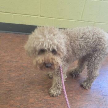 Dexter -  Miniature Poodle and Golden Retriever Dog Available for Adoption in East St. Louis, Illinois - Dexter | PetCurious