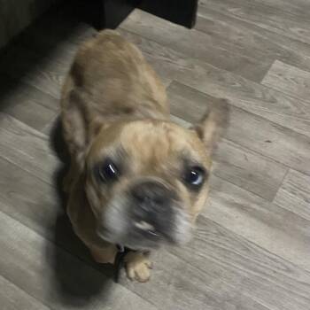 Jessica -  French Bulldog Dog for Adoption in Escondido, California - Jessica | PetCurious