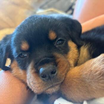 Rottweiler Dogs Available for Adoption in Phoenix, Arizona - Stitch | PetCurious