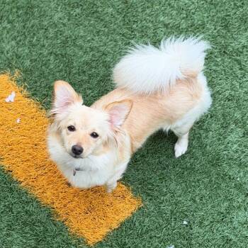 Chihuahua and Pomeranian Dogs Available for Adoption in New Orleans, Louisiana - Trixie (Benefactor Dog) | PetCurious