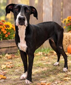 Stella -  Great Dane Dog for Adoption in Kenedy, Texas - Stella | PetCurious