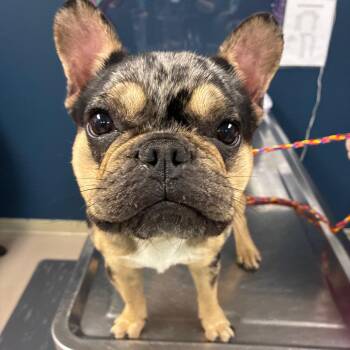Chorizo -  French Bulldog Dog for Adoption in Newark, New Jersey - Chorizo | PetCurious