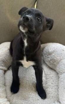 Paz -  Chihuahua Dog for Adoption in Fort Myers, Florida - Paz | PetCurious