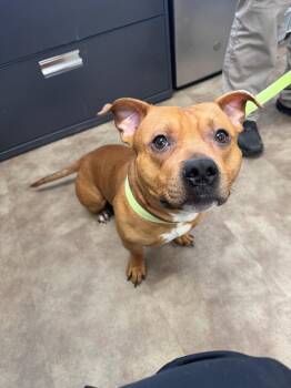 Pit Bull Terrier and Dachshund Dogs Available for Adoption - Lucky, Shortie | PetCurious