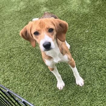 Pebbles 5492/4962 -  Beagle Dog for Adoption in Loxahatchee Groves, Florida - Pebbles 5492/4962 | PetCurious